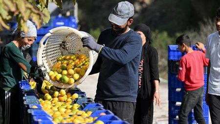 Tarım ve besinin dış ticaret fazlasında yüzde 74 gerileme
